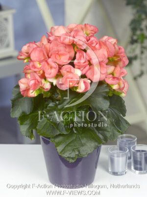 botanic stock photo Begonia