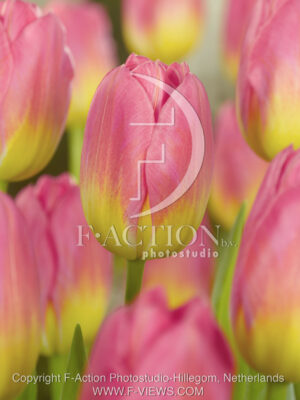 botanic stock photo Tulipa