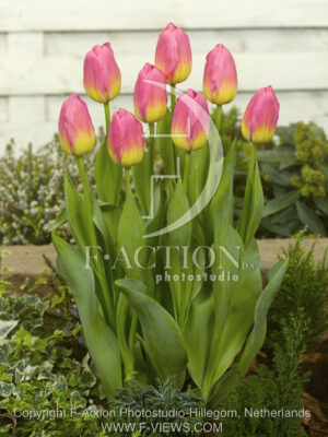 botanic stock photo Tulipa