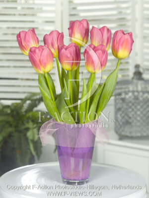 botanic stock photo Tulipa