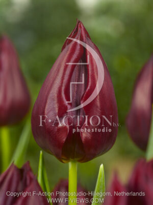 botanic stock photo Tulipa