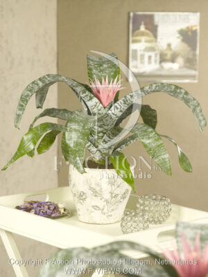 botanic stock photo Bromelia