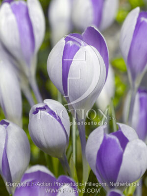 botanic stock photo Crocus