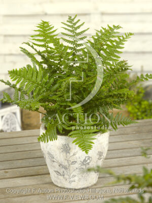 botanic stock photo Dryopteris