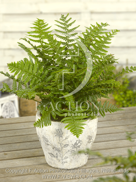botanic stock photo Dryopteris