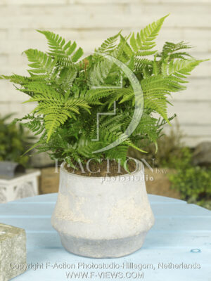 botanic stock photo Dryopteris