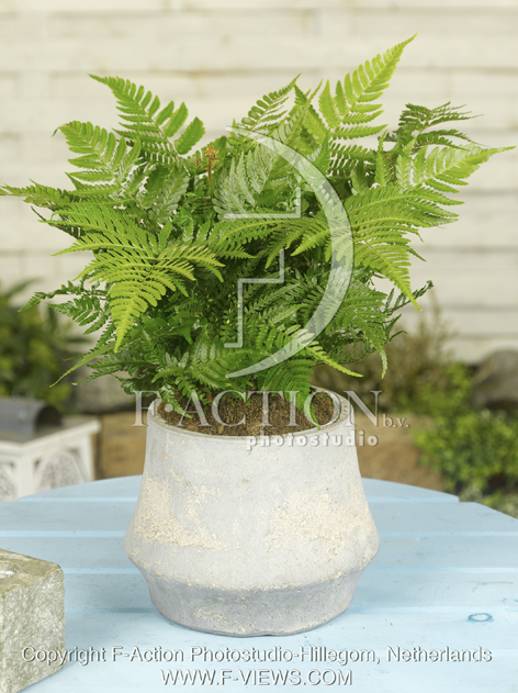 botanic stock photo Dryopteris