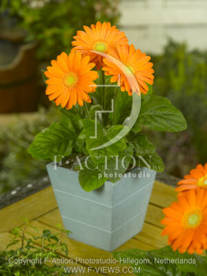 botanic stock photo Gerbera