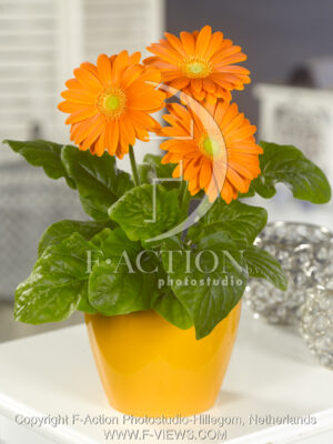 botanic stock photo Gerbera