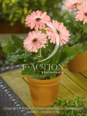 botanic stock photo Gerbera