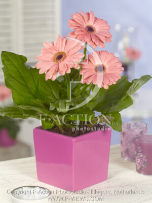 botanic stock photo Gerbera