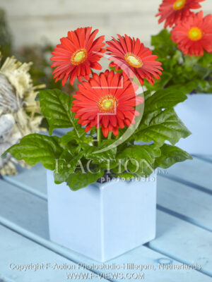 botanic stock photo Gerbera