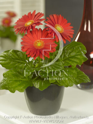 botanic stock photo Gerbera