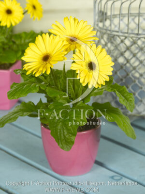 botanic stock photo Gerbera