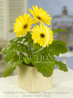 botanic stock photo Gerbera
