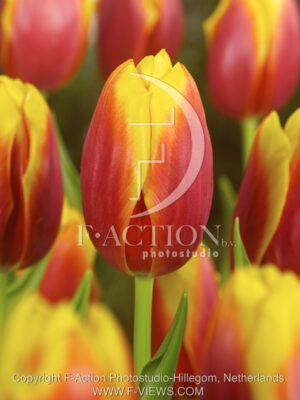 botanic stock photo Tulipa