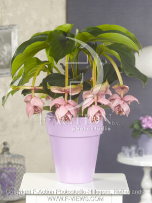 botanic stock photo Medinella