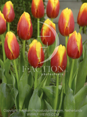 botanic stock photo Tulipa