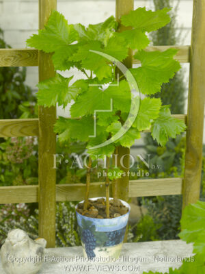 botanic stock photo Vitis