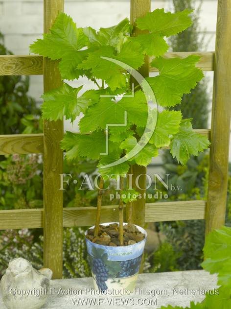 botanic stock photo Vitis