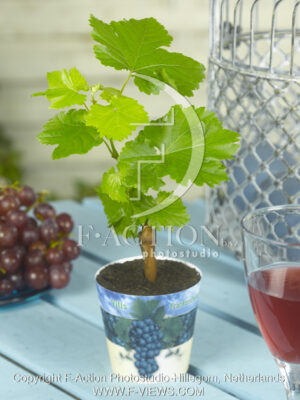 botanic stock photo Vitis