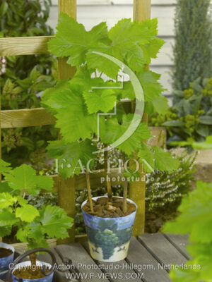 botanic stock photo Vitis