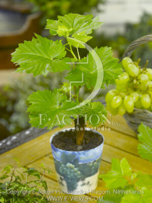 botanic stock photo Vitis