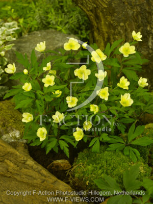 botanic stock photo Anemone