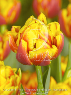 botanic stock photo Tulipa