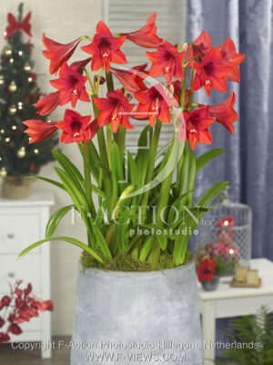 botanic stock photo Hippeastrum