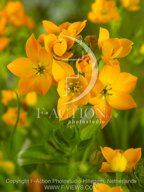 botanic stock photo Ornithogalum