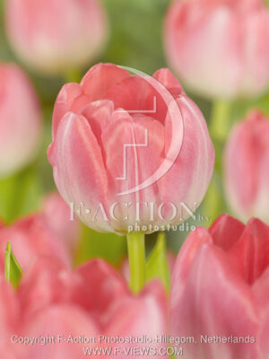 botanic stock photo Tulipa