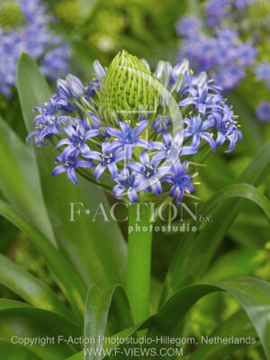 botanic stock photo Scilla