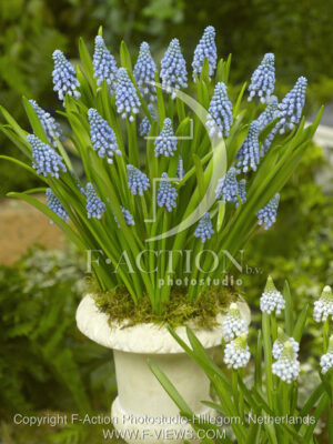 botanic stock photo Muscari