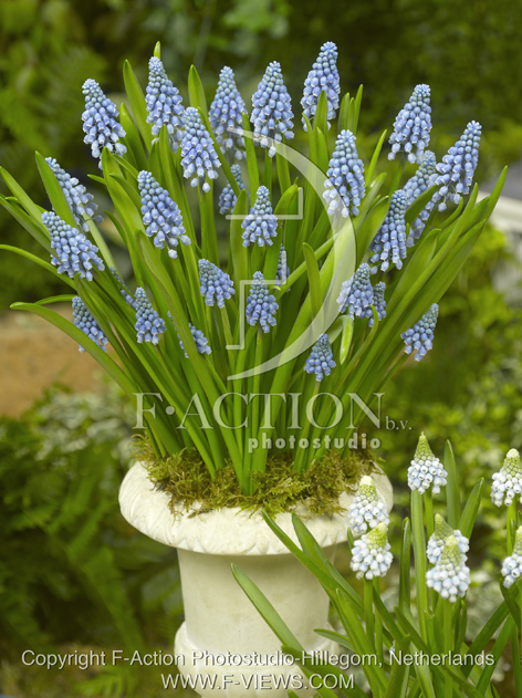 botanic stock photo Muscari