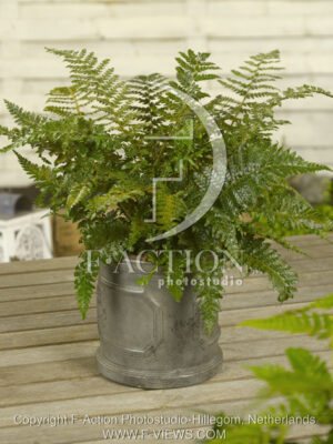 botanic stock photo Polystichum