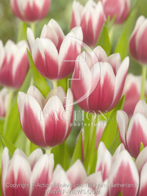 botanic stock photo Tulipa