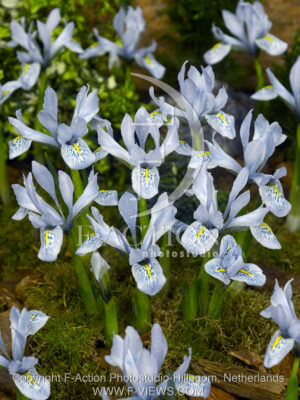 botanic stock photo Iris reticulata