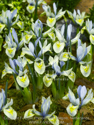 botanic stock photo Iris reticulata