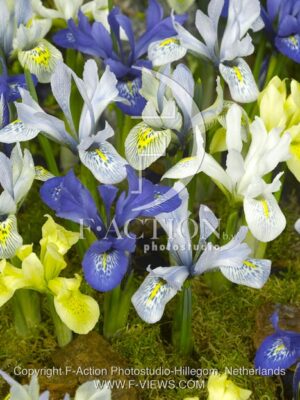botanic stock photo Iris