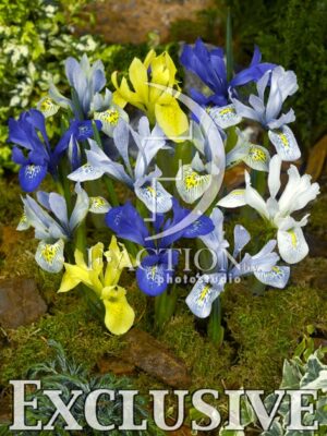 botanic stock photo Iris