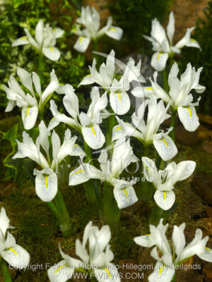 botanic stock photo Iris reticulata