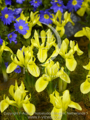 botanic stock photo Iris