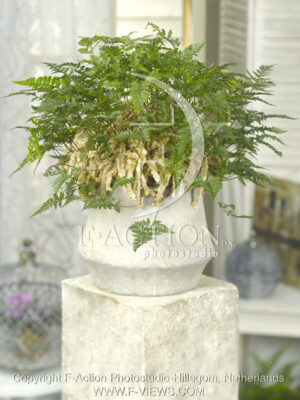 botanic stock photo Humata