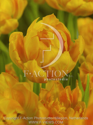 botanic stock photo Tulipa