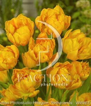 botanic stock photo Tulipa