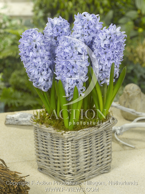 botanic stock photo Hyacinthus