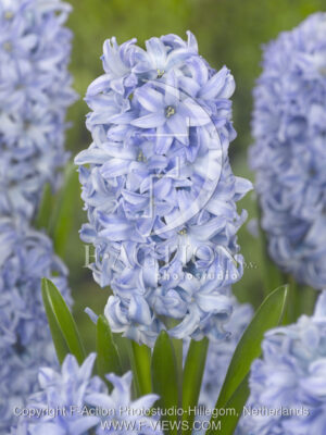 botanic stock photo Hyacinthus