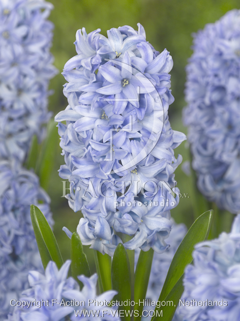 botanic stock photo Hyacinthus