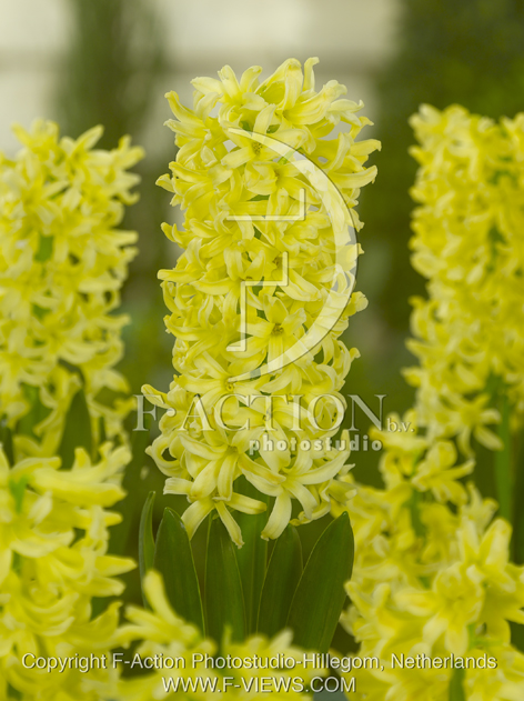 botanic stock photo Hyacinthus